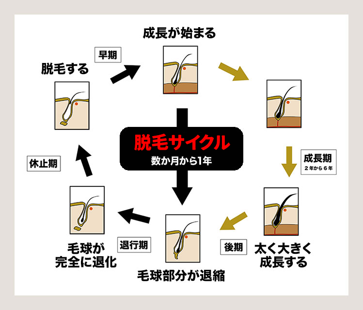 毛髪サイクル